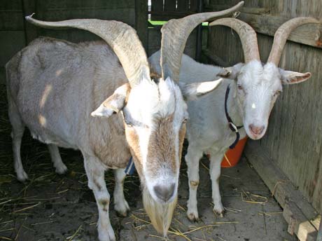 Pepper And Snowy - Father Adn Son Goats looking for a home
