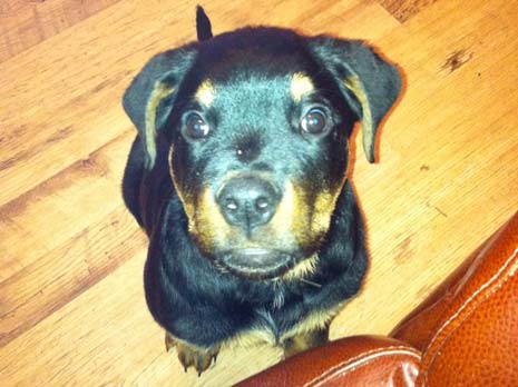 MAC  - the Rottweiler pup