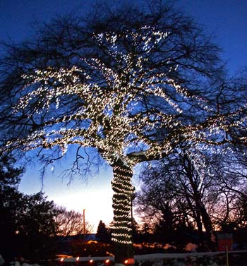 The Lights Of Love for Ashgate Hospice