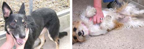 Missy and Sasha are 2 dogs found and need to be reunited with their owners or adopted!