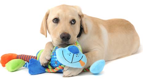 Guide Dogs' is appealing for volunteers in Derbyshire, South Yorkshire and Nottinghamshire to socialise guide dog puppies, a volunteering role known as 'Puppy Walking'.