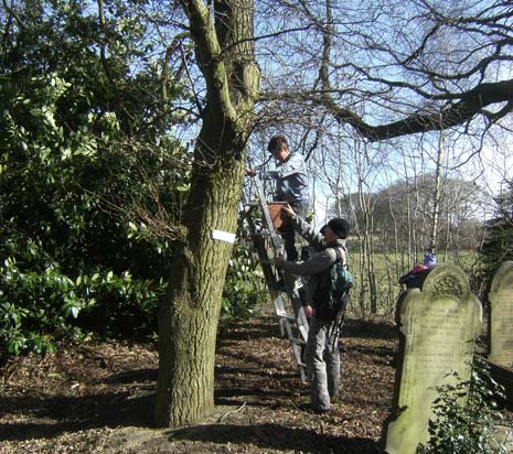 There were a good number of scouts and their parents, many types of ladders and many hands to ensure they were safe against the trees as the bravest climbed and fastened the nests