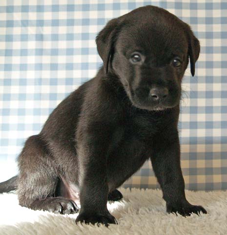 After a lot of fun and fundraising to reach their £5,000 target, Sainsbury's in Dronfield has now received a photo of the Guide Dog puppy they named Dawson, aged six-weeks-old. 