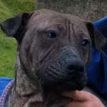 Bella the Shar-pei is in need of a home with sun-cream!