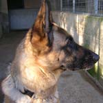 Jazz the German Shepherd. Can you help trace her owners?