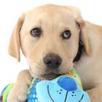 Could YOU Handle A Guide Dog Puppy?