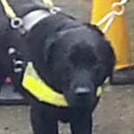 Sainsbury's Dronfield Visits Guide Dog Training School