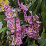 Orchid Show Returns To The Chatsworth Estate