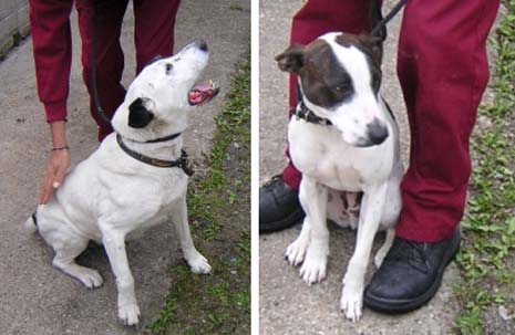 Bert and Ernie who will both be sdaly put to sleep today if they can't be re-homed or found a place in a rescue centre.