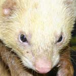 'Fred' the ferret was found this morning loose in New Whittington. Is he yours?