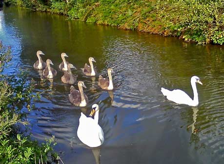 Seven Swans A Swimming