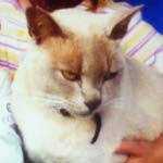 Have You Seen Charley The Cat?