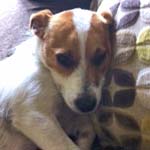 Desperateley Seeking Rita the Jack Russell - Have You Seen Her?