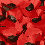 Buy A Poppy, the Poem