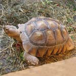 Missing Tortoise In New Whittington - Please Help Us Find Him!