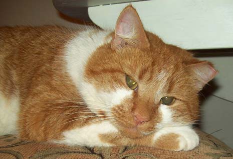 Another Street Cat Named 'Bob'! Could YOU Give Him A Loving Home?