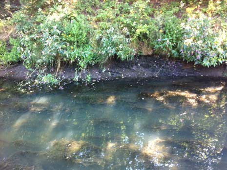 Appeal for help after vandals target Chesterfield canal