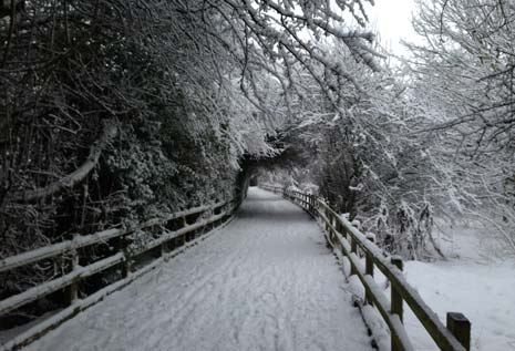 The paths through the woods to Chesterfield Canal in New Whittington