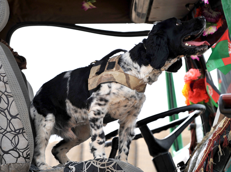 An Ilkeston soldier has deployed to Afghanistan to provide security for her patrol base armed with Sam, a four-year old Springer spaniel.