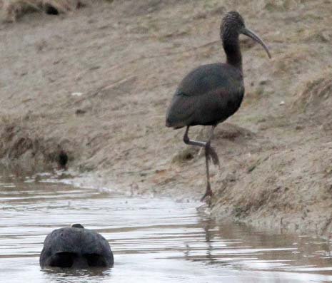 After the prolonged stay of the Crag Martin back in November 2015, it is now reported that another rare visitor to UK shores has visited Carr Vale nature reserve this week, a Glossy Ibis
