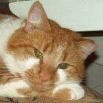 Another Street Cat Named 'Bob'! A Reader Appeals For Help