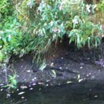 Appeal for help after vandals target chesterfield canal