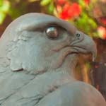 A Falcon And A Puppy Take Up Residence In Chesterfield