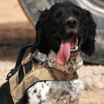 Ilkeston Soldier Tasha Securing Helmand With Springer Sam