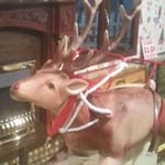 Reindeer's Miss Out On Their Sweets At Vicar Lane
