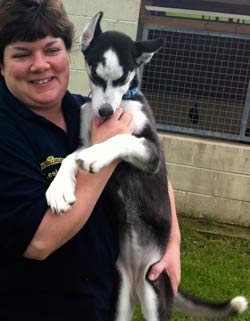 Alaska The Husky Pup Is lookign for a home.