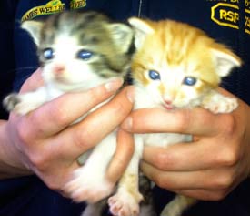 2 of the kittens currently being cared for by the RSPCA