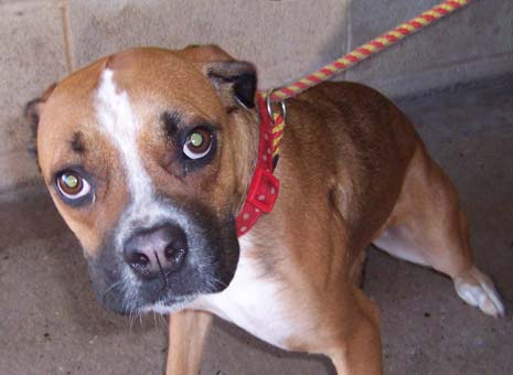 Bonnie The Boxer Dog Needs A New Home. Can You Help?