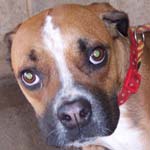 Bonnie The Boxer Needs A New Home. Can You Help?