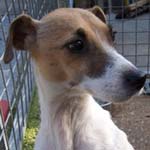 Do You Know 'Kizzy' the dog?