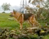 Gunner The Police Dog Hangs Up His Lead