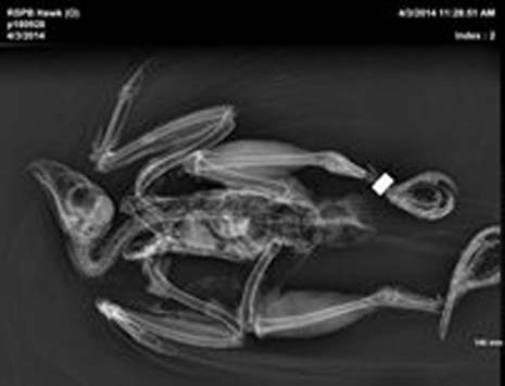 A Post Mortem x-ray of the Goshawk showing the broken legs