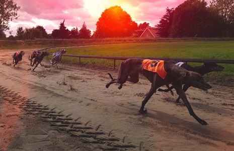 Greyhound racing is a sport of great traditions and great history, and today it still enjoys immense popularity among its hardcore fan base for a wide variety of reasons. 