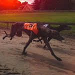 Greyhound racing is a sport of great traditions and great history, and today it still enjoys immense popularity among its hardcore fan base for a wide variety of reasons.
