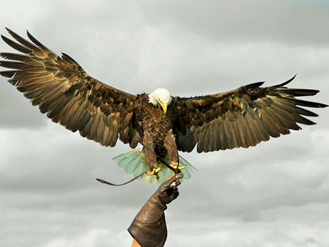 As part of an ongoing programme of providing events, live entertainment and shows to engage and entertain the local community, Staveley MWFC are delighted to be able to announce a Birds of Prey show at Inkersall Road.